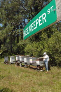 Welcome to the World of Beekeeping Image